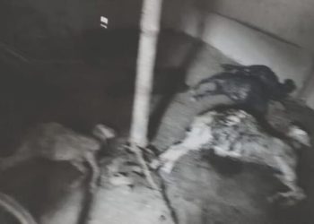 सिम्रौनगढ में छाड़ा कुकुर के आतंक: खोर तोड़ के ८ गो खसी-बकरा मारल, किसान मर्का में