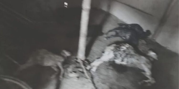 सिम्रौनगढ में छाड़ा कुकुर के आतंक: खोर तोड़ के ८ गो खसी-बकरा मारल, किसान मर्का में