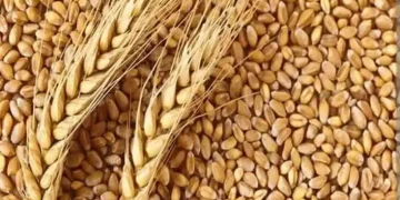 सरकार गहुँ आ चैती धान के न्यूनतम समर्थन मूल्य तय कइलस