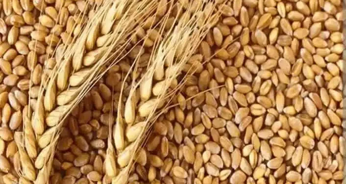 सरकार गहुँ आ चैती धान के न्यूनतम समर्थन मूल्य तय कइलस