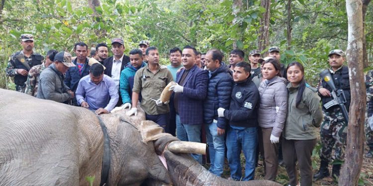 25 आदमी के जान लेवे वाला ध्रुवे हाथी के दाँत काटल जाई, रेडियो कॉलर बदलल जाई