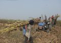 उख के न्यूनतम समर्थन मूल्य तय करेके प्रक्रिया सुरू, ११ जिलामें तथ्यांक संकलन तेज