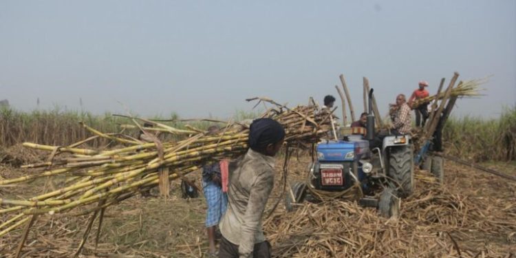 उख के न्यूनतम समर्थन मूल्य तय करेके प्रक्रिया सुरू, ११ जिलामें तथ्यांक संकलन तेज